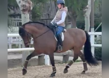 PRE Mestizo, Caballo castrado, 11 años, 162 cm, Castaño rojizo