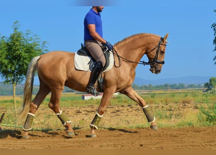 PRE Mestizo, Caballo castrado, 11 años, 162 cm, Palomino