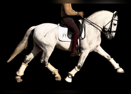 PRE Mestizo, Caballo castrado, 11 años, 162 cm, Tordo rodado