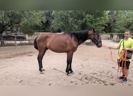 PRE Mestizo, Caballo castrado, 11 años, 165 cm, Castaño