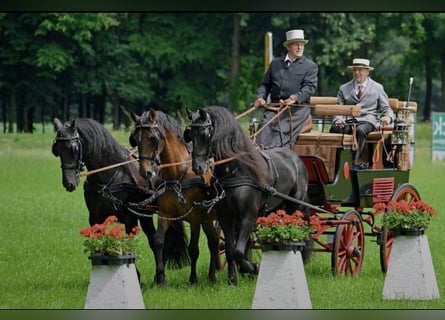 PRE, Caballo castrado, 11 años, 165 cm, Castaño