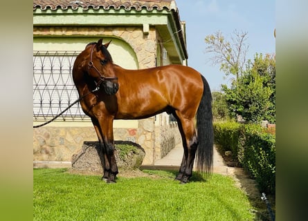 PRE Mestizo, Caballo castrado, 11 años, 165 cm, Castaño oscuro