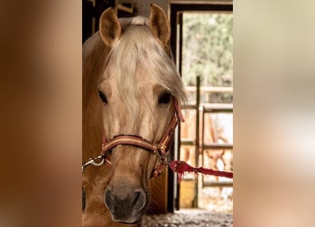 PRE Mestizo, Caballo castrado, 11 años, 165 cm, Palomino