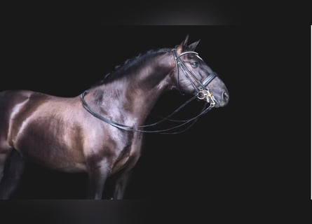 PRE Mestizo, Caballo castrado, 11 años, 166 cm, Negro