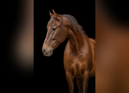 PRE, Caballo castrado, 12 años, 162 cm, Alazán-tostado