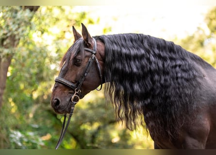 PRE Mestizo, Caballo castrado, 12 años, 163 cm, Castaño oscuro