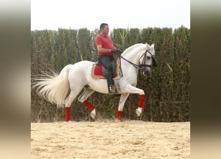 PRE Mestizo, Caballo castrado, 12 años, 163 cm, Tordo