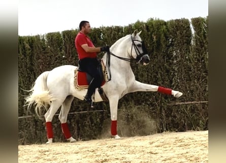 PRE Mestizo, Caballo castrado, 12 años, 163 cm, Tordo