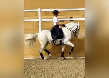 PRE Mestizo, Caballo castrado, 12 años, 163 cm, Tordo