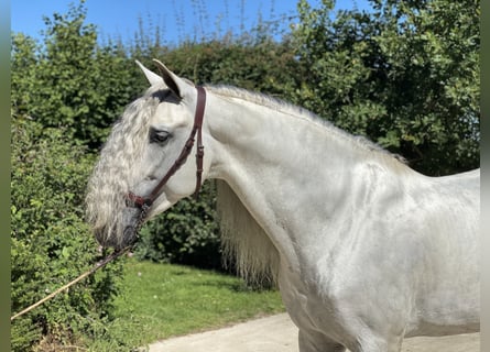 PRE, Caballo castrado, 12 años, 164 cm, White/Blanco