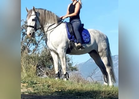 PRE Mestizo, Caballo castrado, 12 años, 165 cm, Tordo rodado