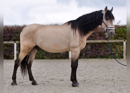 PRE Mestizo, Caballo castrado, 12 años, 168 cm, Buckskin/Bayo