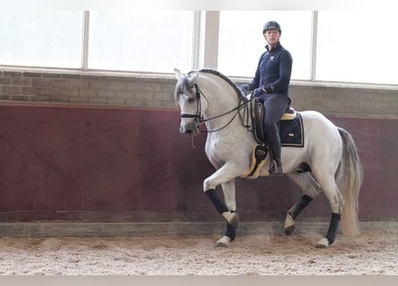 PRE Mestizo, Caballo castrado, 12 años, 168 cm, Tordo