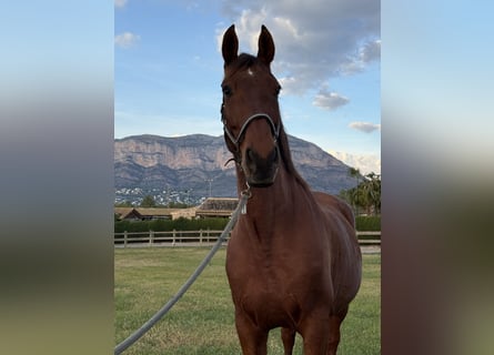 PRE Mestizo, Caballo castrado, 12 años, 172 cm, Castaño