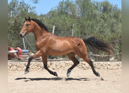 PRE, Caballo castrado, 13 años, 159 cm, Castaño