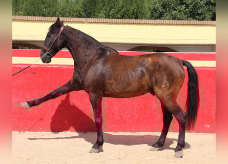 PRE Mestizo, Caballo castrado, 13 años, 160 cm, Castaño