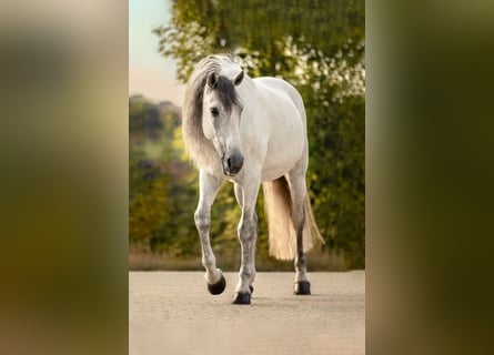 PRE, Caballo castrado, 13 años, 167 cm, Tordo