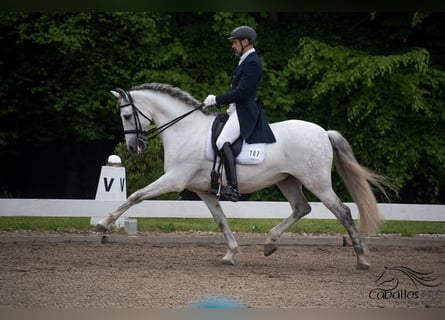 PRE Mestizo, Caballo castrado, 13 años, 167 cm, Tordo