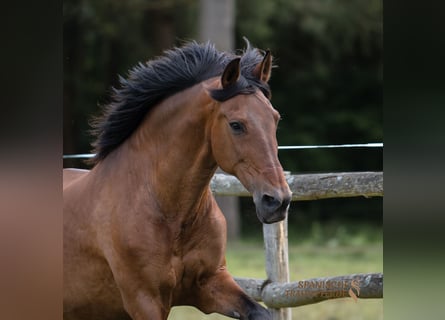 PRE Mestizo, Caballo castrado, 13 años, 172 cm, Castaño