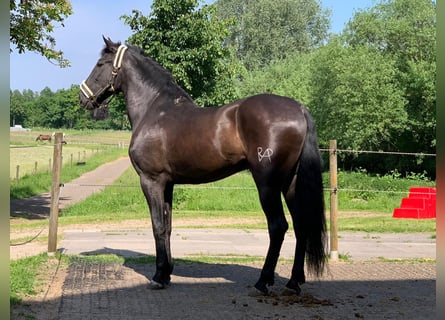 PRE Mestizo, Caballo castrado, 14 años, 162 cm, Negro