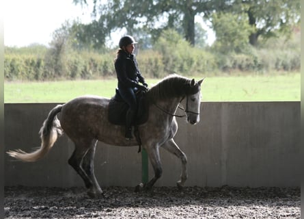 PRE, Caballo castrado, 14 años, 165 cm, Tordo