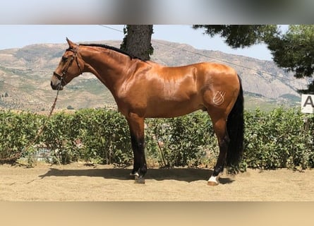 PRE Mestizo, Caballo castrado, 14 años, 167 cm, Castaño oscuro