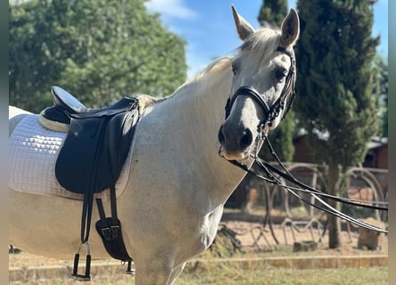 PRE Mestizo, Caballo castrado, 15 años, 161 cm, Tordo