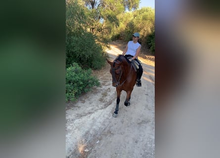 PRE Mestizo, Caballo castrado, 15 años, 162 cm, Castaño