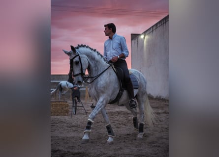 PRE Mestizo, Caballo castrado, 15 años, 163 cm, Tordo