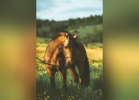 PRE, Caballo castrado, 15 años, 167 cm
