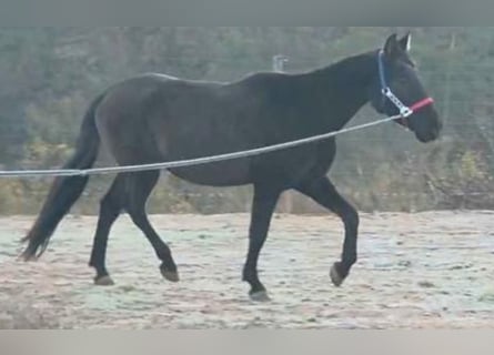 PRE Mestizo, Caballo castrado, 16 años, 159 cm, Negro
