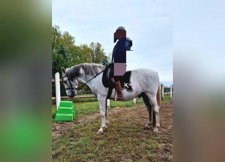 PRE Mestizo, Caballo castrado, 16 años, 160 cm, Tordo