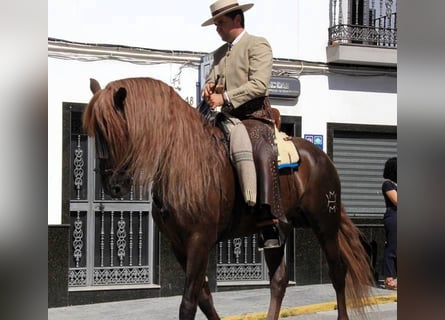PRE Mestizo, Caballo castrado, 16 años, 164 cm, Alazán-tostado