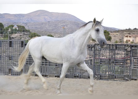 PRE, Caballo castrado, 16 años, 172 cm, Tordo