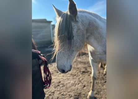 PRE Mestizo, Caballo castrado, 16 años, Tordo rodado