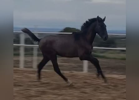 PRE, Caballo castrado, 1 año, 150 cm, Tordo