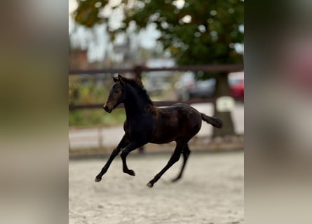 PRE, Caballo castrado, 1 año, 162 cm, Castaño