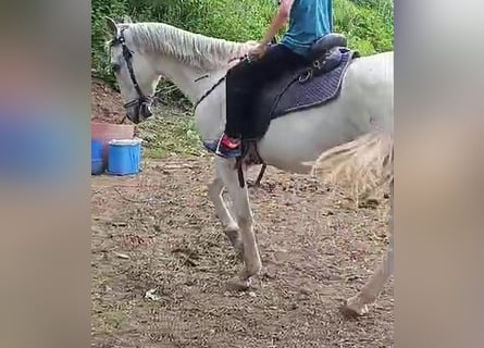 PRE Mestizo, Caballo castrado, 21 años, 158 cm, Tordo