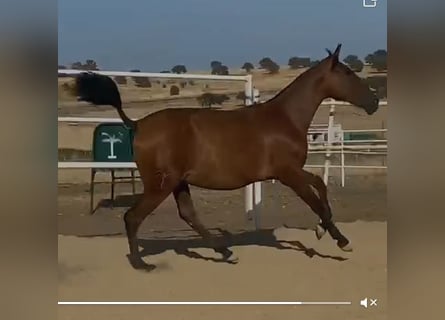 PRE, Caballo castrado, 2 años, 153 cm, Castaño claro