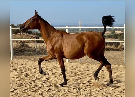 PRE Mestizo, Caballo castrado, 2 años, 153 cm, Castaño claro
