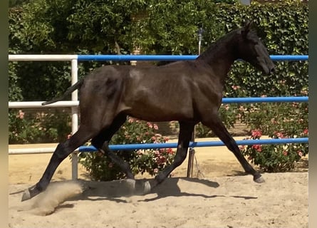 PRE, Caballo castrado, 2 años, 165 cm, Negro