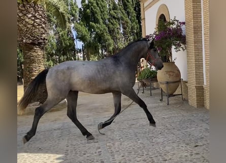 PRE Mestizo, Caballo castrado, 2 años, 165 cm, Tordo