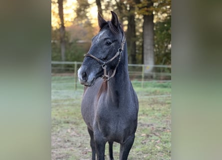 PRE Mestizo, Caballo castrado, 2 años, 168 cm, Tordo