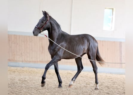 PRE Mestizo, Caballo castrado, 2 años, 168 cm, Tordo