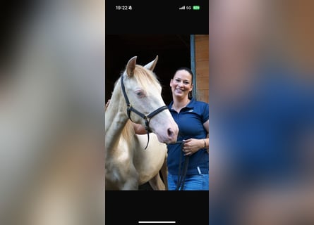 PRE Mestizo, Caballo castrado, 2 años, Perla