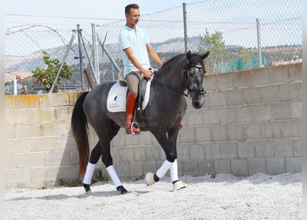 PRE, Caballo castrado, 3 años, 154 cm, Tordo