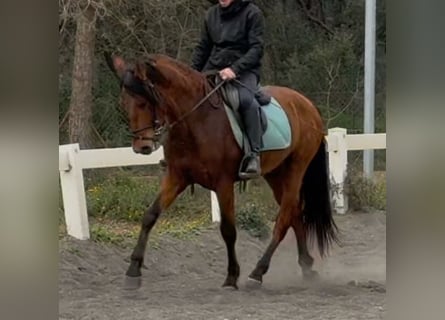 PRE Mestizo, Caballo castrado, 3 años, 155 cm, Castaño