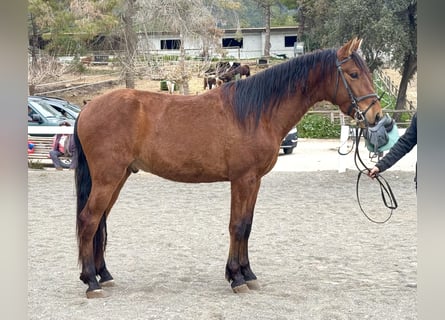 PRE Mestizo, Caballo castrado, 3 años, 155 cm, Castaño