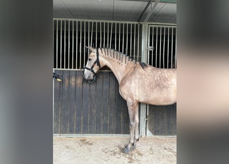 PRE, Caballo castrado, 3 años, 155 cm, Musgo marrón