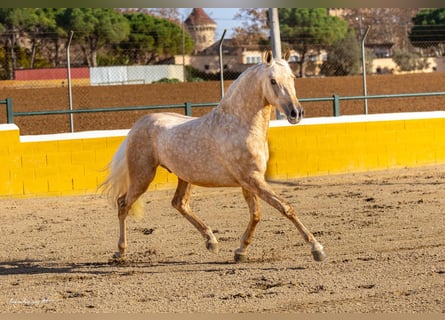 PRE Mestizo, Caballo castrado, 3 años, 155 cm, Palomino